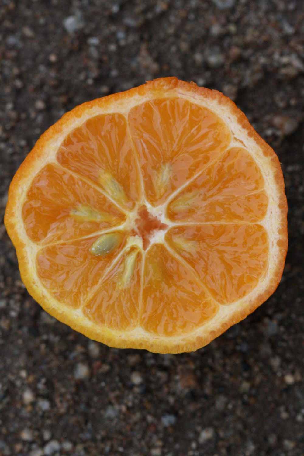              Fruit cross-section (Australian Red, Riverside,   CA)   